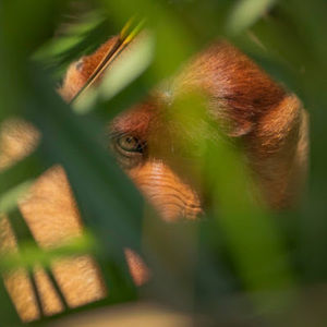 Meet your Posher, Adam